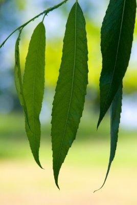 Salix lucida - vrba lesklá - list